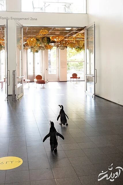 پنگوئن‌هایی که به آثار هنری علاقه‌ دارند/